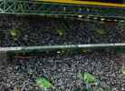 sporting cp